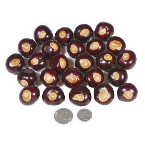 DriedDecor.com Ohio Buckeye Nuts - Large Size Buckeyes Nuts