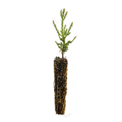 The Jonsteen Company Giant Sequoia | Small Tree Seedling | The Jonsteen Company