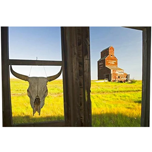 Imagekind Wall Art Print Entitled Cow Skull Hanging from an Old Window Frame, Saskat by Design Pics | 16 x 11