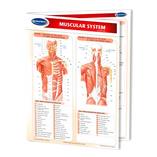 Permacharts Muscular System Guide - Laminated Medical Quick Reference Guide by Permacharts