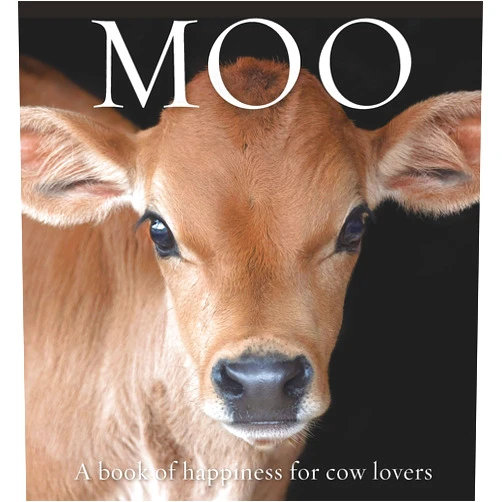 Angus St. John Galloway Moo: A book of happiness for cow lovers (Animal Happiness)