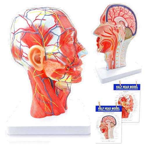 NEW HORIZON Life Size Anatomical Head Model Skull,Human Half Head Superficial Neurovascular Model with Musculature, and Brain for Medical Teaching Learning, Kids Learning Education Display Tool