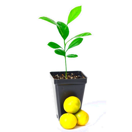 Gerald Winters and Son Calamondin Orange Tree Starter Plant. Citrus mitis. 3'' - 5''