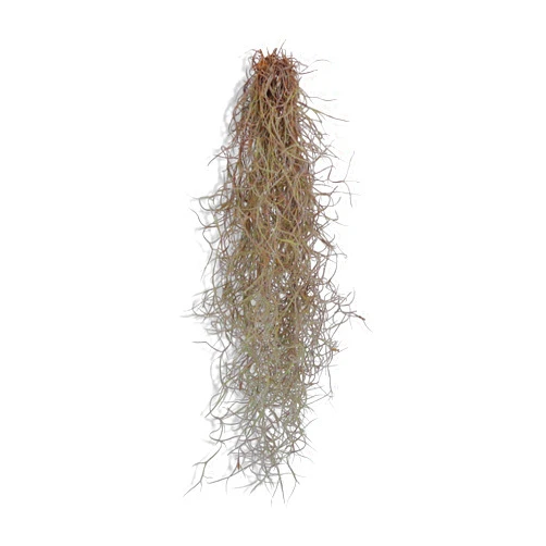 CTS Air Plants Tillandsia Usneoides Spanish Moss Live Air Plant