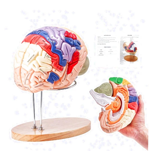 Litelogy 2025 Newest Human Brain Model Anatomy, 2X Life-Size 4-Part Human Brain Anatomical Model with Labels & Display Base, Color-Coded Detachable Brain Model