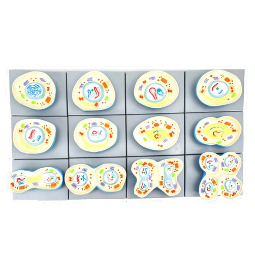 NXZQPYBJ Meiosis Model, Biological Chromosome Division Model for Biological Genetics Teaching Tool, Lab Supplies,12 Pcs