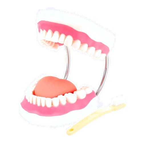 RONTEN Dental Teeth Care Model-Mouth Model for Speech Therapy, Enlarged 6 Times Standard Size, for Both Dental and Speech Therapy Training. Includes Matching Giant Toothbrush