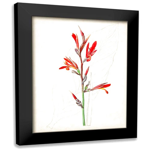 ArtDirect - Unknown 15x18 Black Modern Framed Art Print Titled: Watercolor Botanical Sketches XII