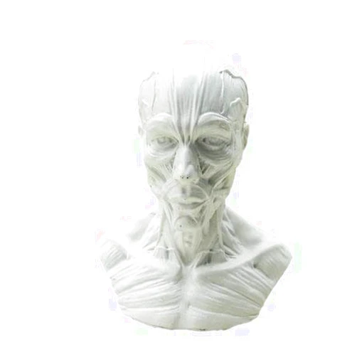 BONEW Human Model Craft Anatomy Skull Head Muscle Bone Medical Artist Drawing Study Model (White)