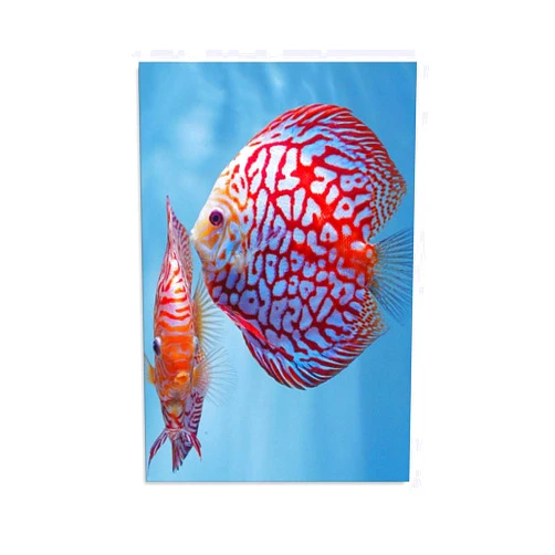 HERSIL Pretty Tropical Discus Fish Canvas Poster Bedroom Decor Sports Landscape Office Room Decor Gift,Canvas Poster Wall Art Decor Print Picture Paintings for Living Room Bedroom Decoration 12x18inchs(30x45