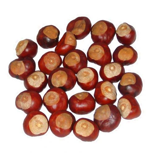 Ohio Buckeye Company Horse Chestnuts - Quarter Size - Twenty-Five Nuts