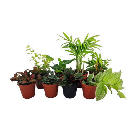 Hirt's Gardens Terrarium & Fairy Garden Plants - 8 Plants in 2