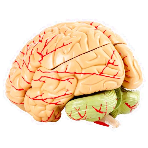 Walfront 8 Parts Anatomical Brain Arteries Model with Base, Human Medical Set Supply College University School Scientific, 4.3-Inch X 4.7-Inch X 5.9-Inch