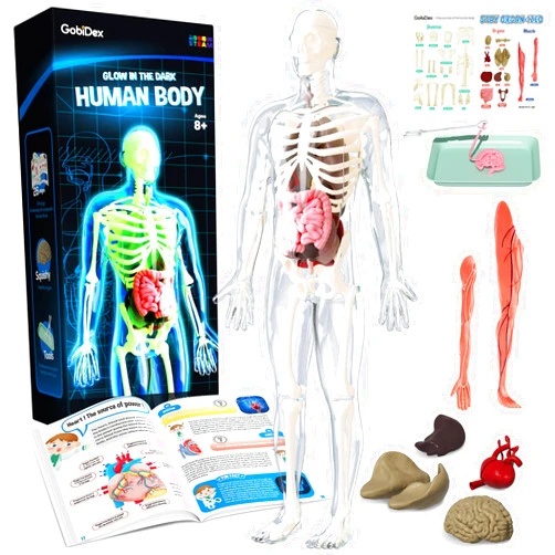 GobiDex Human Body Skeleton Model Kits, 40 Piece Anatomy Figure,Glow in The Dark Bones Interactive Science Kit, STEM Educational Toys for Boys and Girls, Halloween Physiology Gifts for Kids Ages 8+