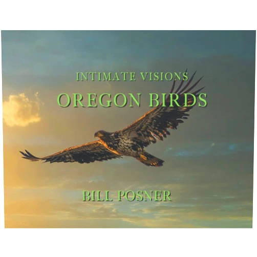 Bill Posner Intimate Visions - Oregon Birds: Birds photographed in Oregon, Raptors, Shorebirds and more