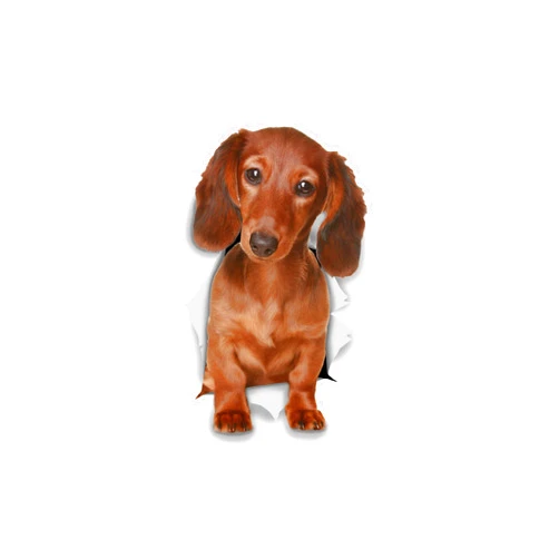 Winston & Bear 3D Dog Stickers - 2 Pack - Long Haired Brown Dachshund Stickers for Wall, Fridge, Toilet and More - Doxie 3D Decals - Retail Packaged Sausage Dog Stickers