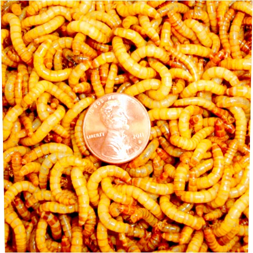BASSETT'S CRICKET RANCH 2100 Live Mealworms, Organically Grown