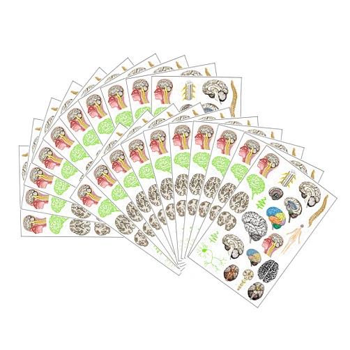 Blue Tree Publishing Brain Anatomy Body Glow and Color Tattoo Set 20 Pack