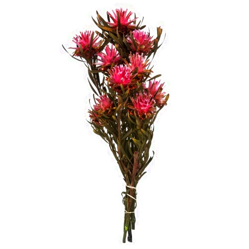 Vickerman Pink Punch Plumosum Flower 20