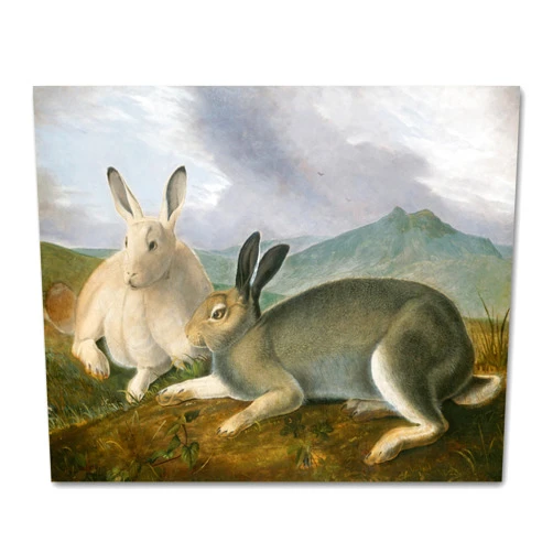 CLOUD NINE PRINTS | Arctic Hare Art, John James Audubon Print - Country Rabbit Wall Art, Vintage Mountain Decor, Rustic Animal Landscape Art (Unframed 5x7 Print)