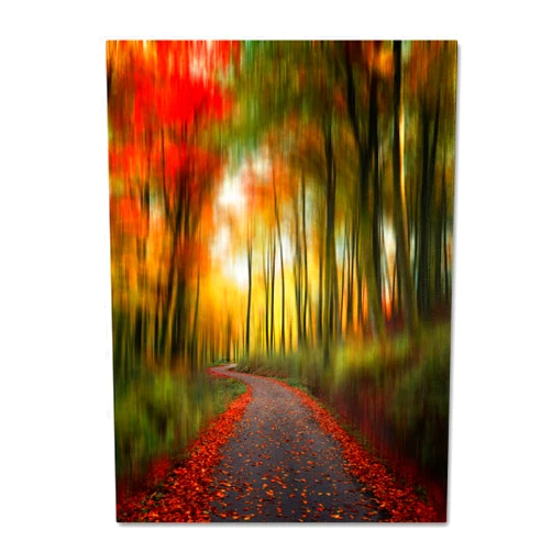Trademark Fine Art The Lost Path by Philippe Sainte-Laudy, 14 by 19-Inch Canvas Wall Art