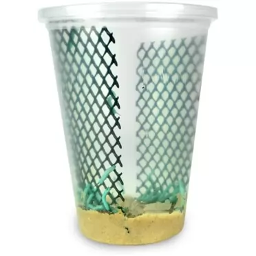 Surmen Legacy Live Hornworms Habitat Cup (12-15 Count Cup)