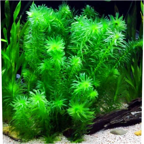 Generic Half Price Joe's 20+ Anacharis Elodea Densa - Live Aquarium Pond Plants Bunch, Green