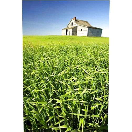 Imagekind Wall Art Print entitled Crops And Abandoned Farmhouse, Near Leader, Saskat by Design Pics | 11 x 16