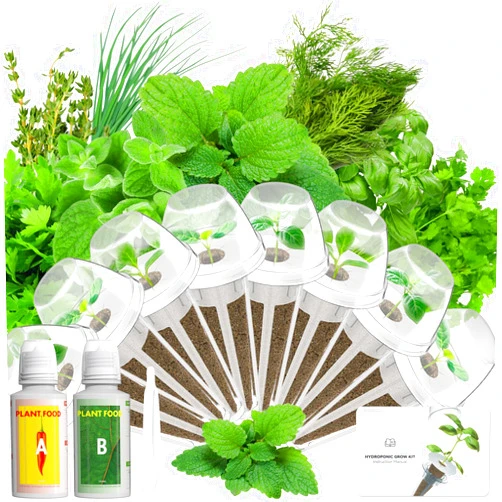 LYKOCLEAN Gourmet Herb Seed Pod Kit Compatible with AeroGarden, idoo, Ahopegarden, Gardencube with Basil, Parsley, Thyme, Mint, Cilantro, Dill, Oregano, Chives - Compatible with All Hydroponics(8-Pod)