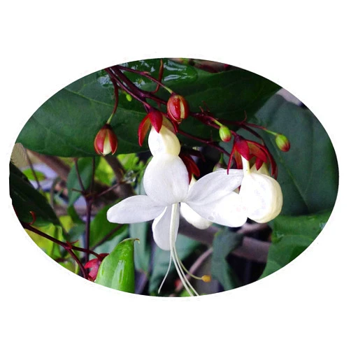 Emerald Goddess Gardens Light Bulbs Tropical Live Plant Chains of Glory Unusual White Flowers Clerodendrum Smithianum Starter Size 4 Inch Pot Emeralds TM