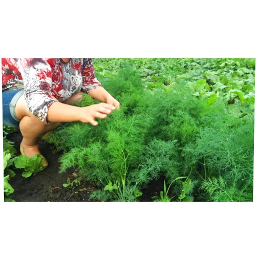 SeedsUA Seeds Dill Alligator Giant Heirloom Vegetable for Planting Non GMO 2000 Seeds