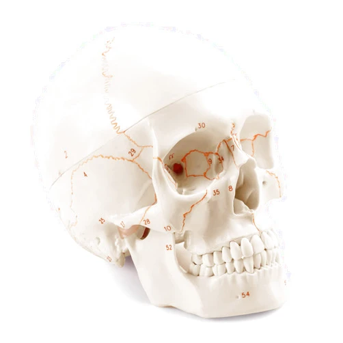 Medarchitect Upgraded Life Size Human Head Skull Anatomical Model with Newest Laser-Etched Fonts Not Hand Write Number, Not Smudged for Medical Student Human Anatomy Study Course