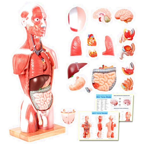 EVOTECH SCIENTIFIC EVOTECH 2023 Newest Human Body Deluxe Musculature Model, 16 Pcs Removable 17 inch Human Torso Anatomy Model with Heart Head Skull Brain Skeleton Model for Medical Student, Lab & Classroom Use