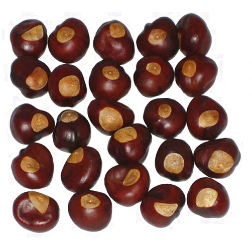 Ohio Buckeyes Ohio Buckeye Company Buckeye Nuts - Nickel Size - Twenty-Five Nuts