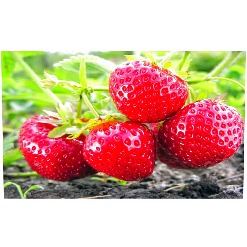 Hirt's Gardens Hirt's B000P3K8G8 9GreenBoxs Evie Everbearing Strawberry, 10 Plants Bareroot