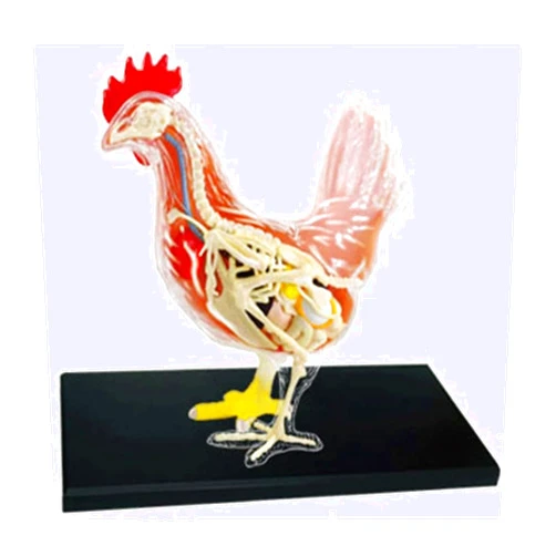 WZBNHYU Model Anatomy 4D Chicken Skeleton Anatomy Model, Animal Organ Anatomy Model Detachable 32 Parts for Animal Teaching Demonstration Anatomical, Multi-colored