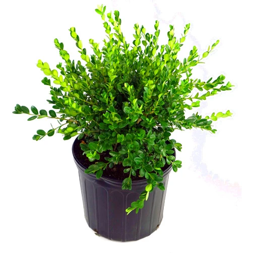 Green Promise Farms Buxus micro. 'Winter Gem' (Boxwood) Evergreen, shiny green foliage, #2 - Size Container