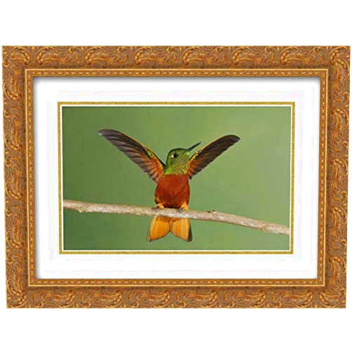 ArtDirect Morris, Arthur 18x15 Gold Ornate Framed and Double Matted Museum Art Print Titled Ecuador Chestnut-breasted coronet displaying