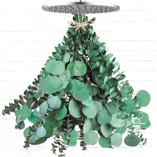 Oning 12 Pcs Large Dried Eucalyptus & Silver Dollar Leaves Bundle - Natural Real Fresh Eucalyptus, 17