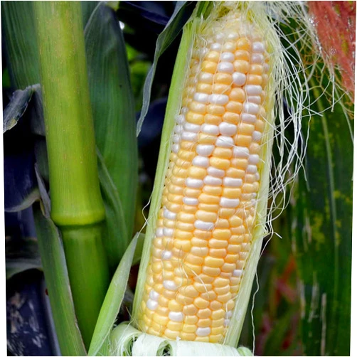 Mountain Valley Seed Company Serendipity Hybrid Triplesweet Corn Garden Seed (Treated) - 1 Lb ~2,080 Seeds - Non-GMO Vegetable Gardening Seeds - Bicolor Triple Sweet Corn
