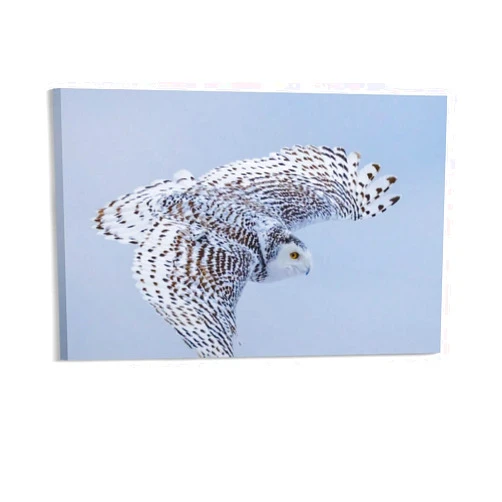 KAJAME Snowy Owl Fly Exquisite Wall Art Wall Decoration Painting Housewarming Gift Suitable for Living Room Office Washroom Bathroom Bedroom Toilet Kitchen and Other Decorations20x30inch(50x75cm)