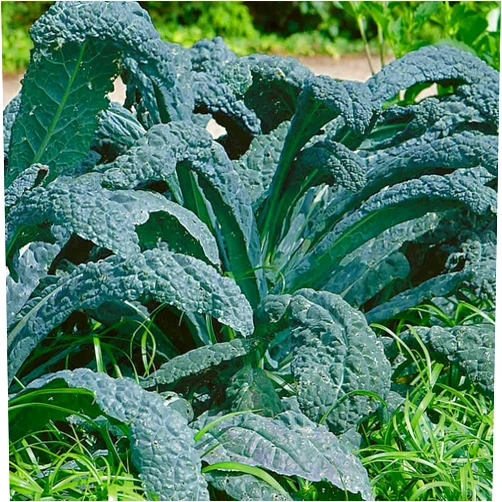 Mountain Valley Seed Company Lacinato Kale Vegetable Garden Seeds -2 g Packet ~500 Seeds - Non-GMO, Heirloom, Organic Gardening & Microgreens Seeds - Aka Dinosaur Kale