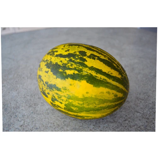 RTR_SJHTRA 10 Seeds of Santa Claus Melon - Cucumis melo 'Santa Claus'