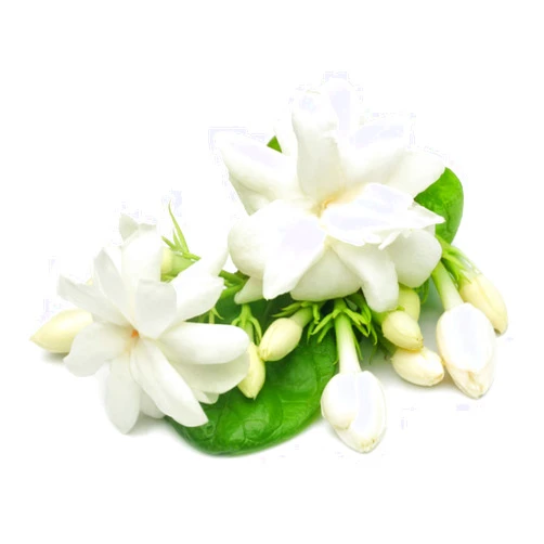 Ficoszo 50pcs Jasmine Seeds for Planting, Non-GMO Heirloom, 90% Germination Rate, Perennial Garden Bonsai Plant, No Experience Required, Easy to Grow