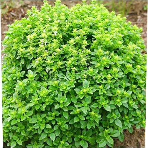 Shopvise Spicy Globe Basil 1 Gram 75039; S (Pcs) Ocimum Basilicum Greek Basil Flavorful Basil Greek Bush Basil Herb: 1 Gram