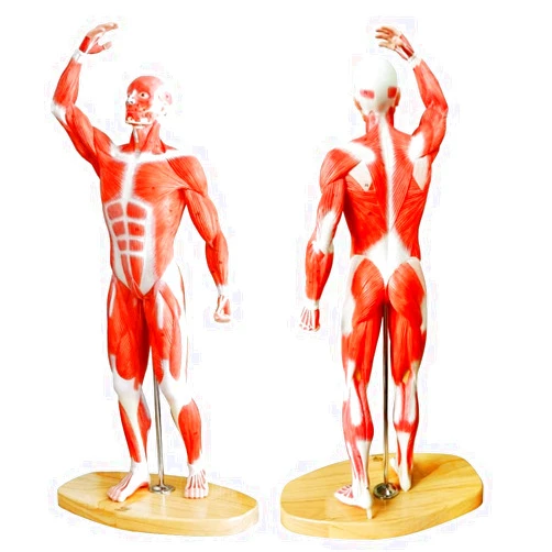 EVOTECH SCIENTIFIC EVOTECH Human Muscle Model-20