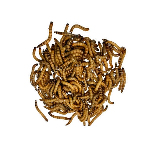 DUBIA FARMS 100ct Live Superworms - Kingworms- Live Arrival Guarantee