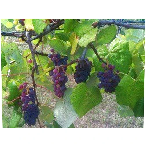 Bob Wells Nursery Concord Blue (Jelly/Juice) Grapevine - 2 Year Old