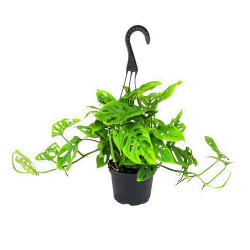 Plants for Pets 6