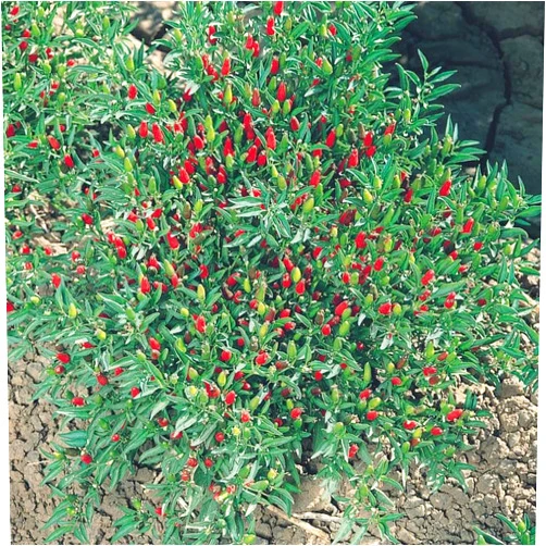 Kitazawa Seed Company Thai Ornamental Hot Pepper Seeds (1 Gram)
